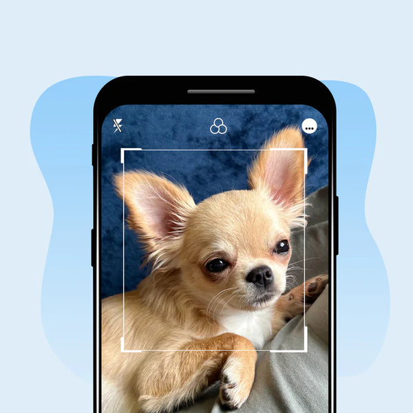 Upload Your Pet's Photo